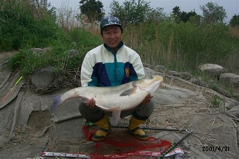 山連魚|レンギョウ